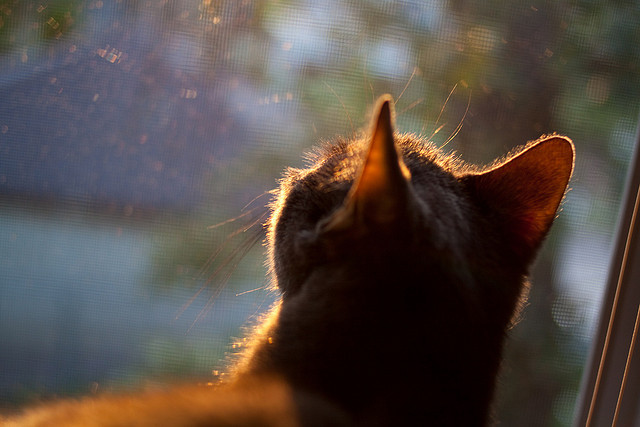 杭城惊现过江龙！广州队三节定江山，麦科勒姆空砍50分创纪录