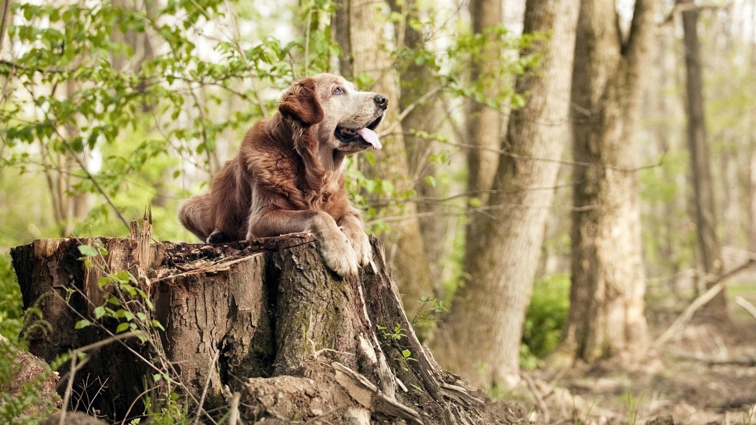 欧文54分撕裂时空！开拓者加时险胜山西队，巅峰对决惊现球场异象