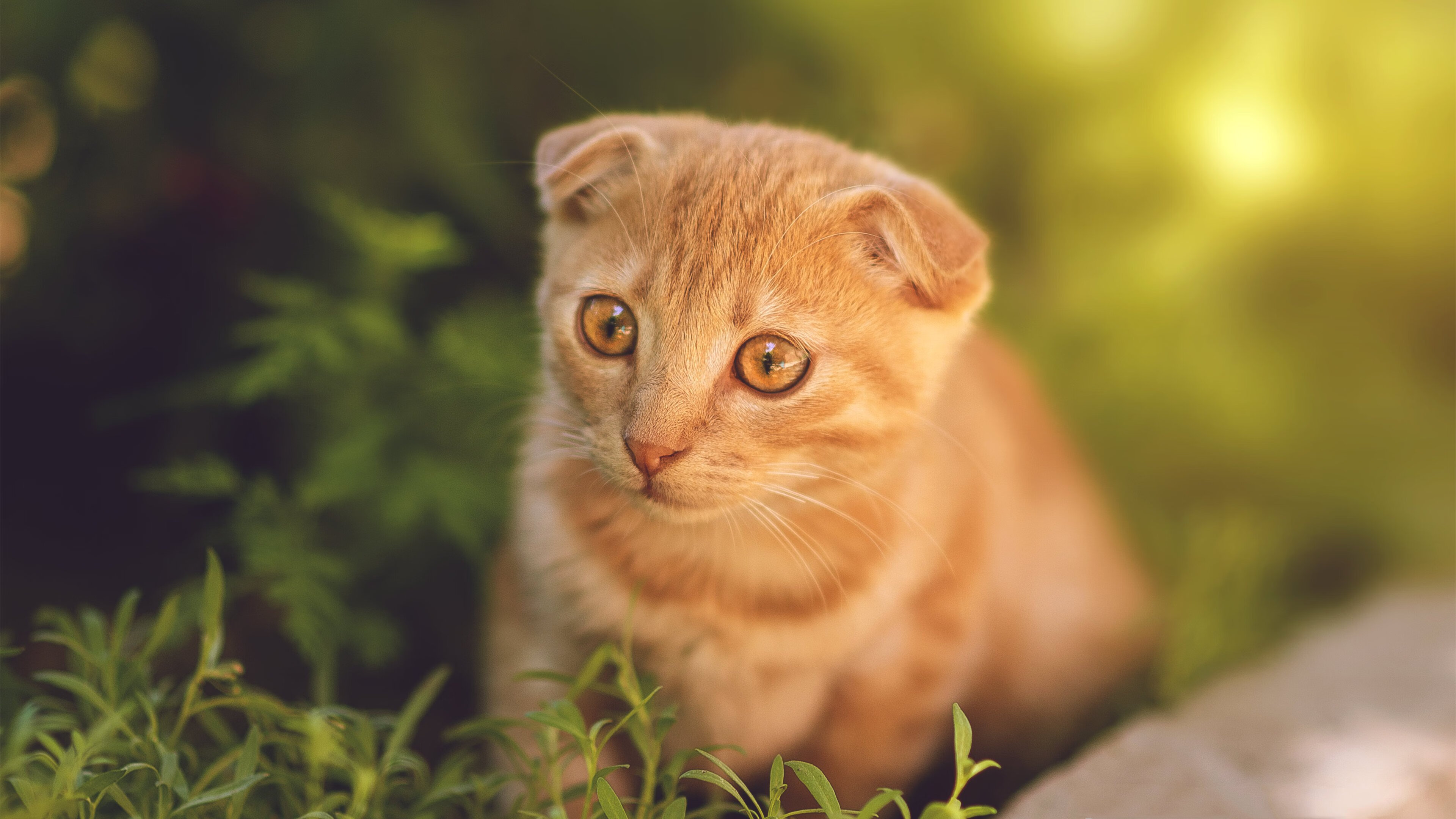 绿色巨浪末节狂飙 蛰刺无声,凯尔特人逆转黄蜂晋级