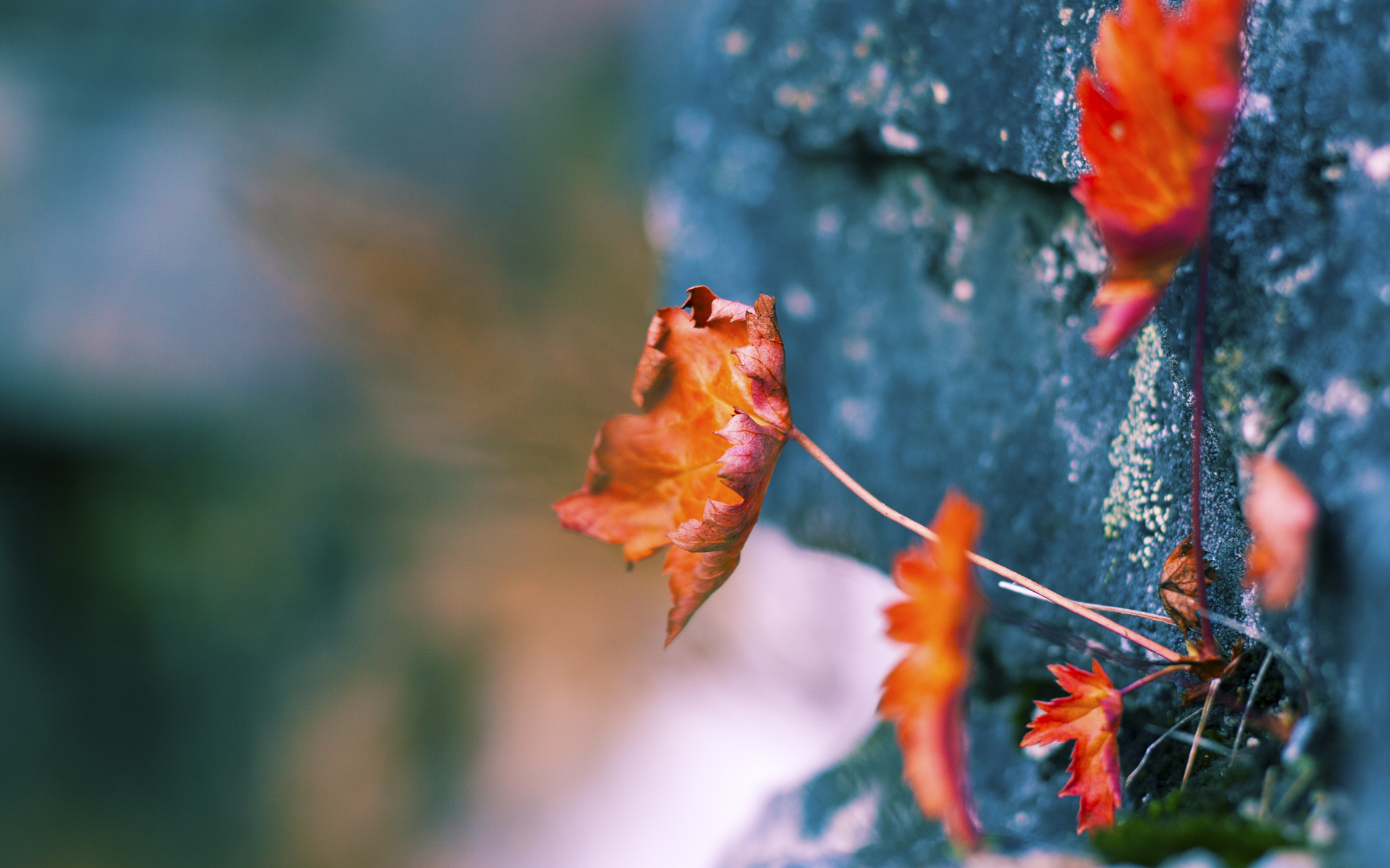 东方风暴与北非闪电,贝蒂斯日本战略颠覆足坛,阿什拉夫英超争冠战封神