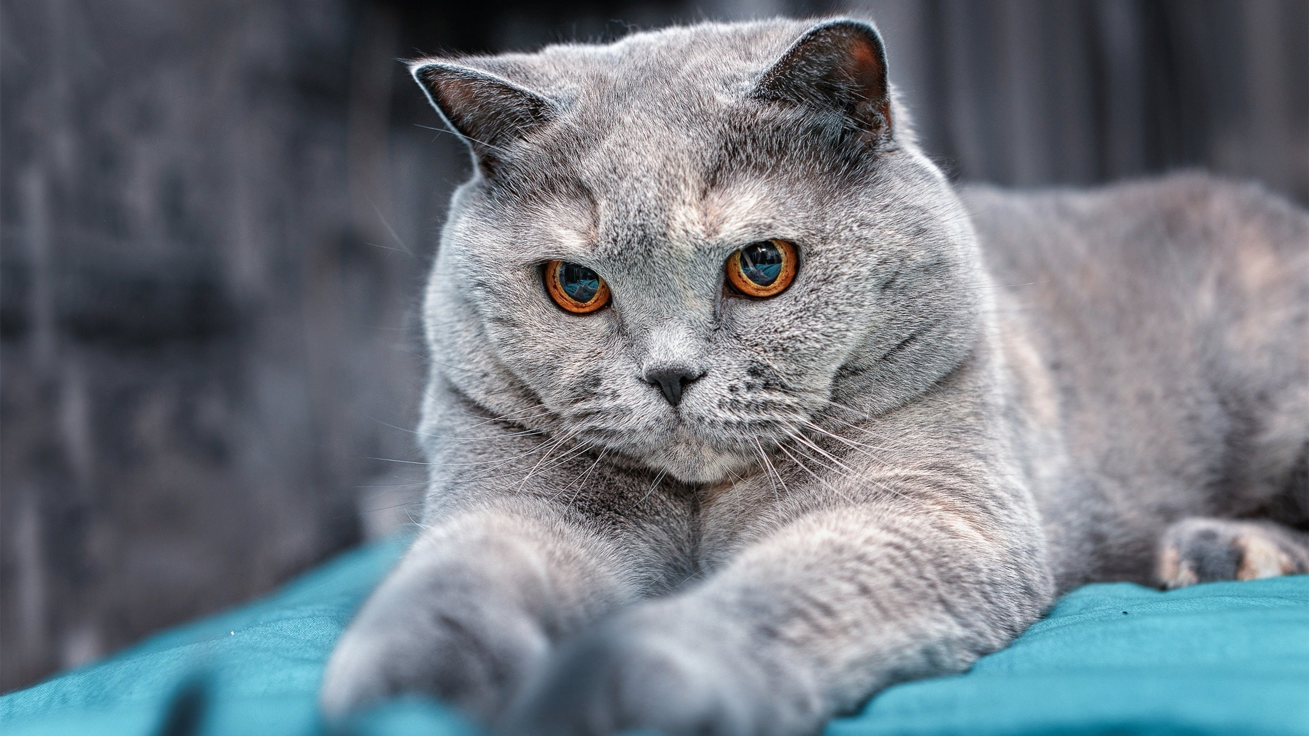 跨越洲际的接管，当尼日利亚击碎安哥拉，弗拉霍维奇在东方赛场写下史诗