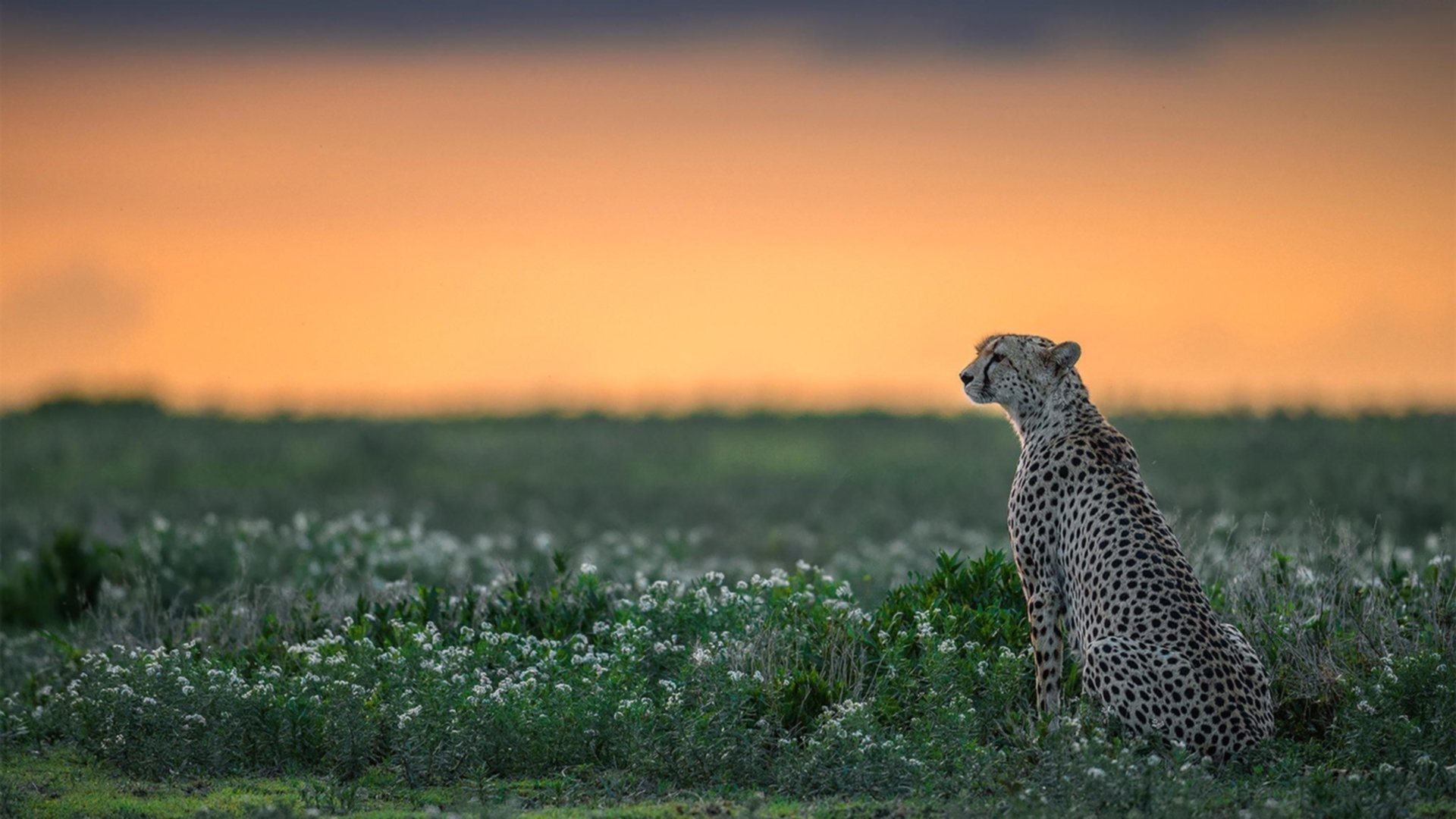 残酷竞技场,范弗利特硬仗音符与骑士铁壁绝境的唯一证词
