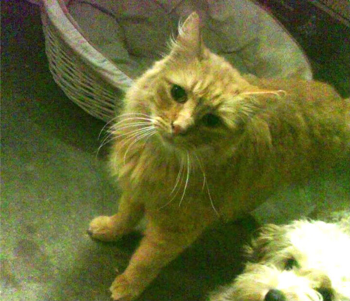 倒带卡塔尔，当伊萨克逆转德国，世界重启