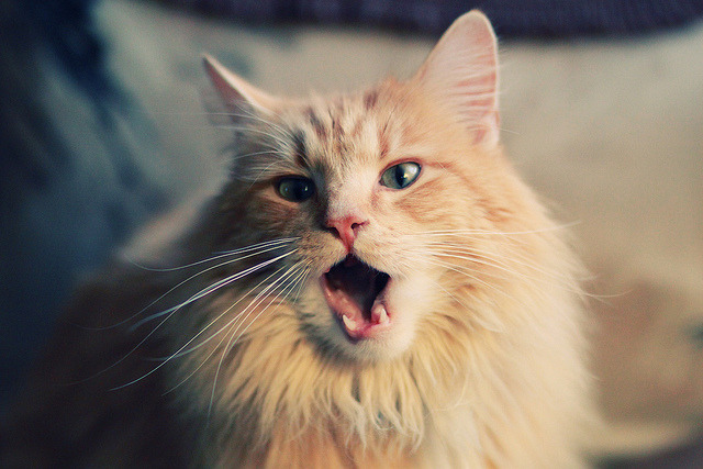 时序的交响，拜仁节奏大师基米希与南非记忆的冠军对话