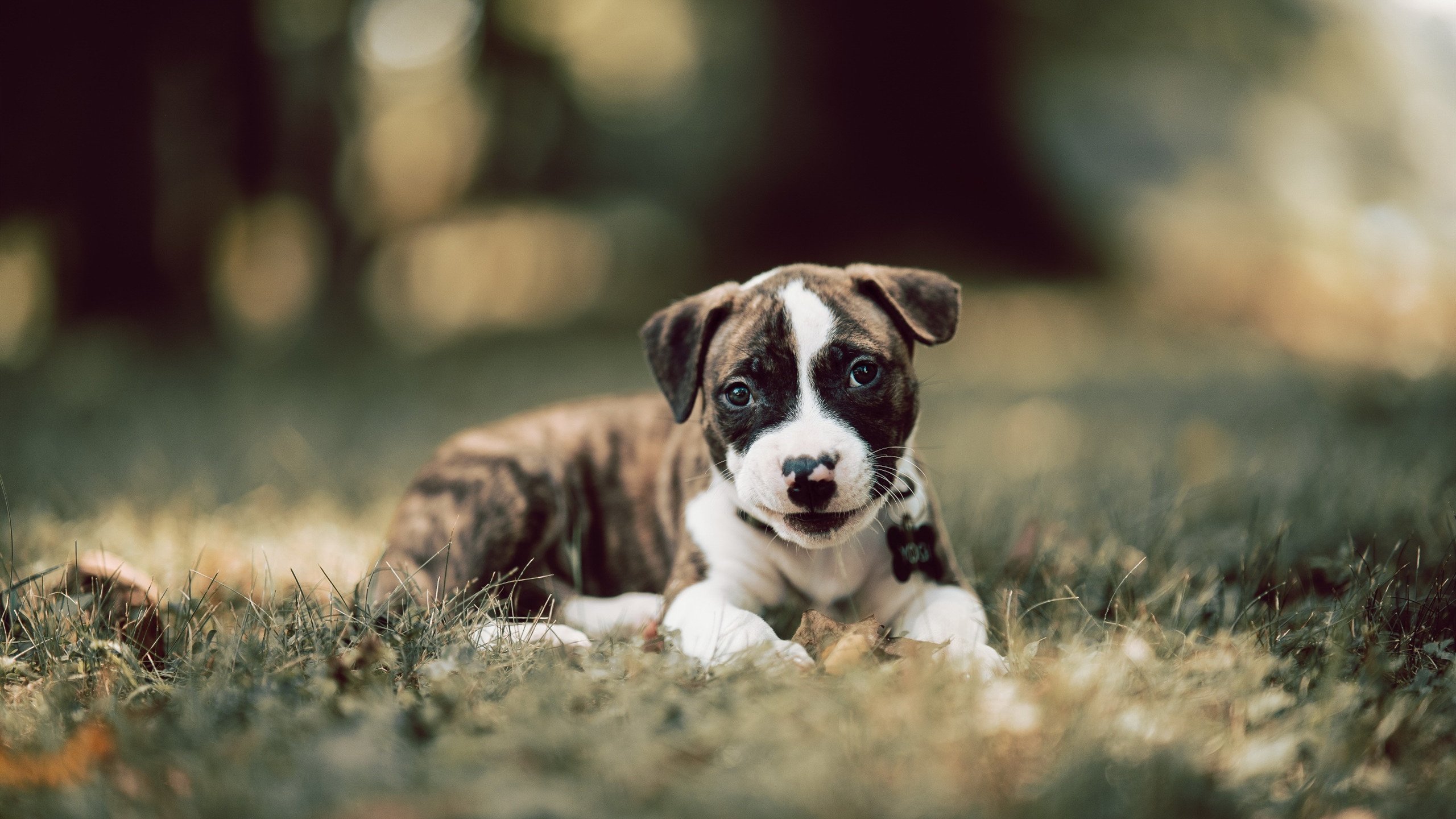 死神双刃，霍勒迪末节独砍19分，广厦险胜奇才的背后是球队的艰难蜕变