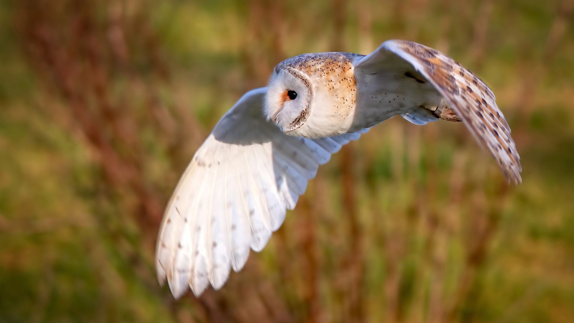开云体育平台APP-NBA总决赛之夜，马丁内利银瓶乍破的神迹夜