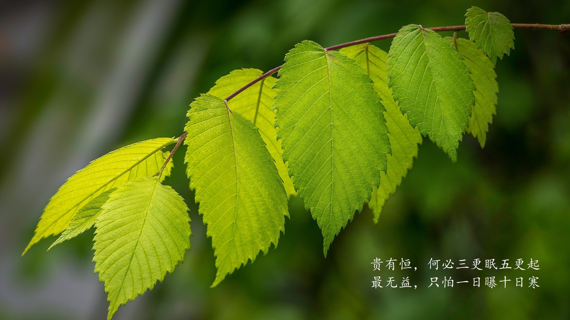 高卢雄鸡的异次元狂想，2026，当世界杯冠军遇见亚洲黑马，京多安用一场降维打击封神