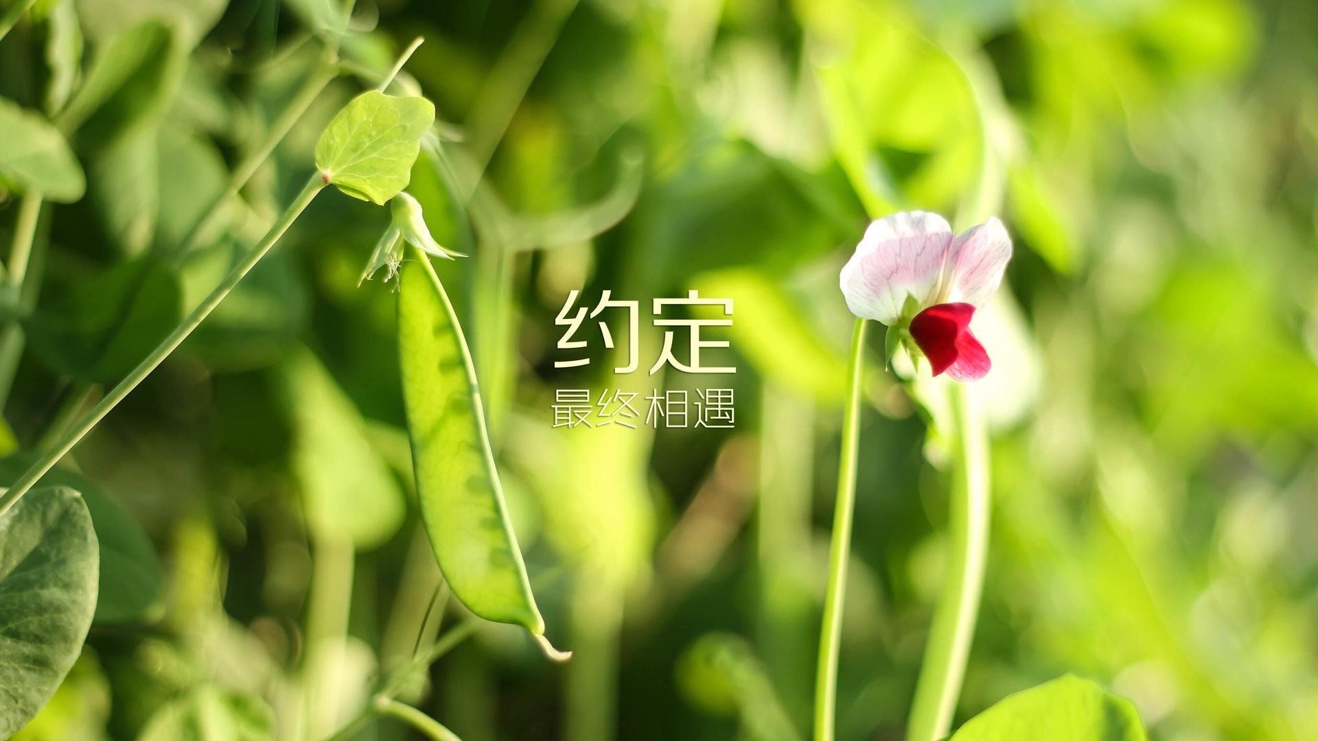 沙漠之狐的绝地反击，坎塞洛一击封喉，摩洛哥逆转印度点亮2026世界杯A组